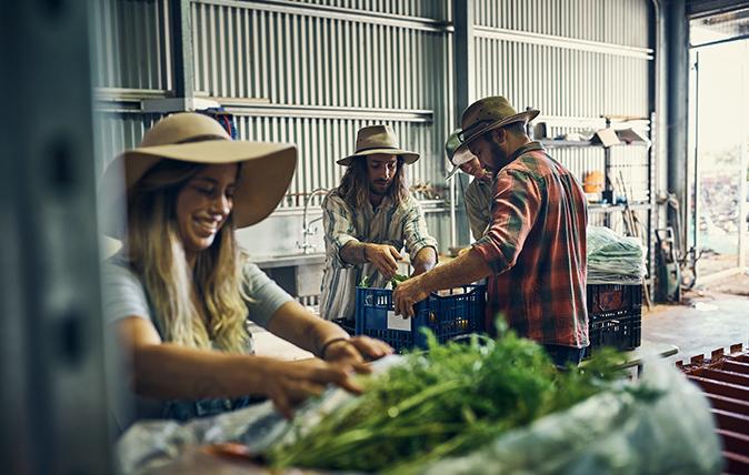 Group shot of four agricultural workers, joyously working indoors with produce.