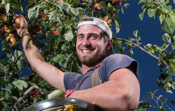Young man at work in an apple tree picking apples